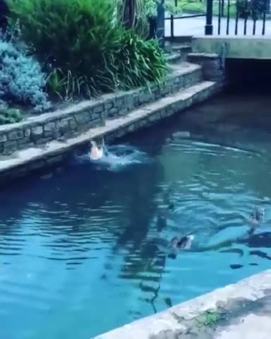 La atrapada fallida de patos de un Bulldog Francés