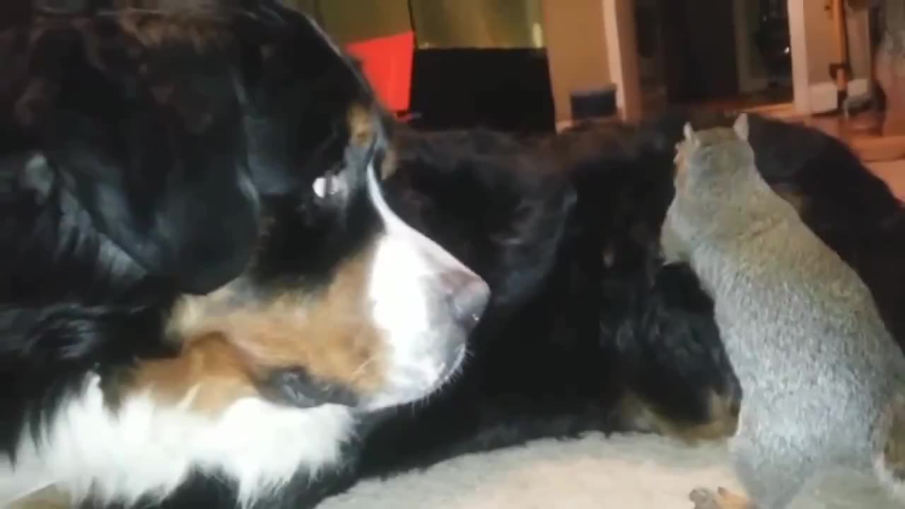 Squirrel Tries to Hide Acorn in Dog's Fur