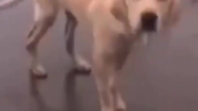 Dog's Hip-Hop Dance matching the beat