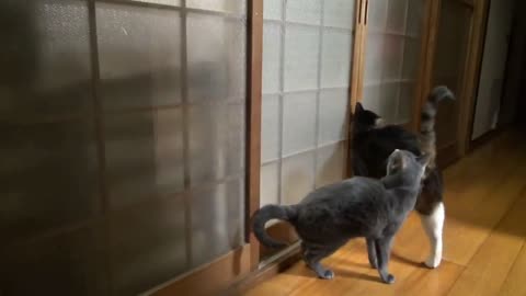 Cat can't scratch