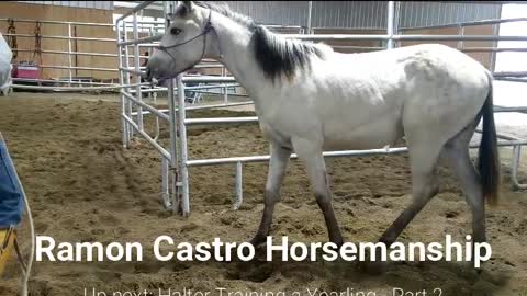 Ramon Castro Horsemanship: DRAFT Halter Training Yearling