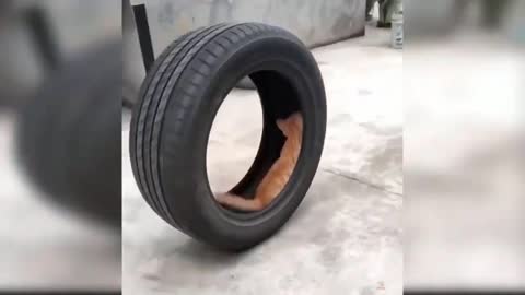 Now funny baby crazy cat on a tire.