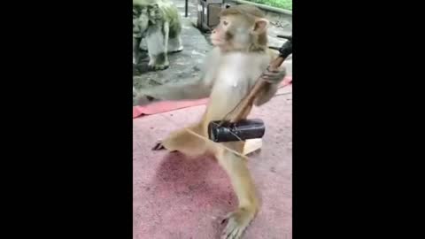 Musician monkey