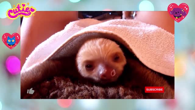 Baby cute Sloths Being Sloths