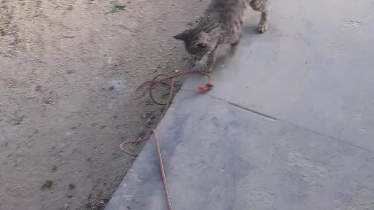 Cat is playing with a string in Jaghori.