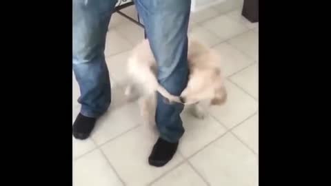 dog does not stop