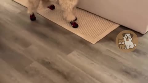 Dogs wearing shoes for the first time 😂