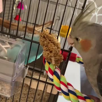 Two cockatiels sharing food in the cage