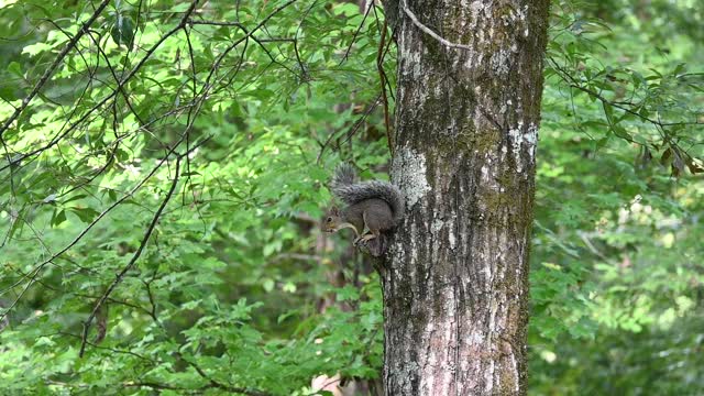 The morning squirrel.