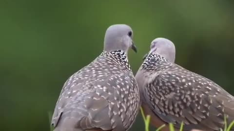 Lovely Birds Funny Video