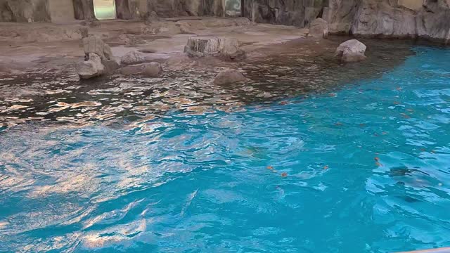 Cute otter swimming