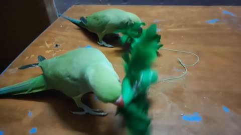 real birds reaction to fake parrots _ parrot enjoying with toys