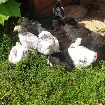 Memories of summer, Venom and her children