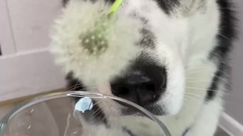 doing an experiment with a husky