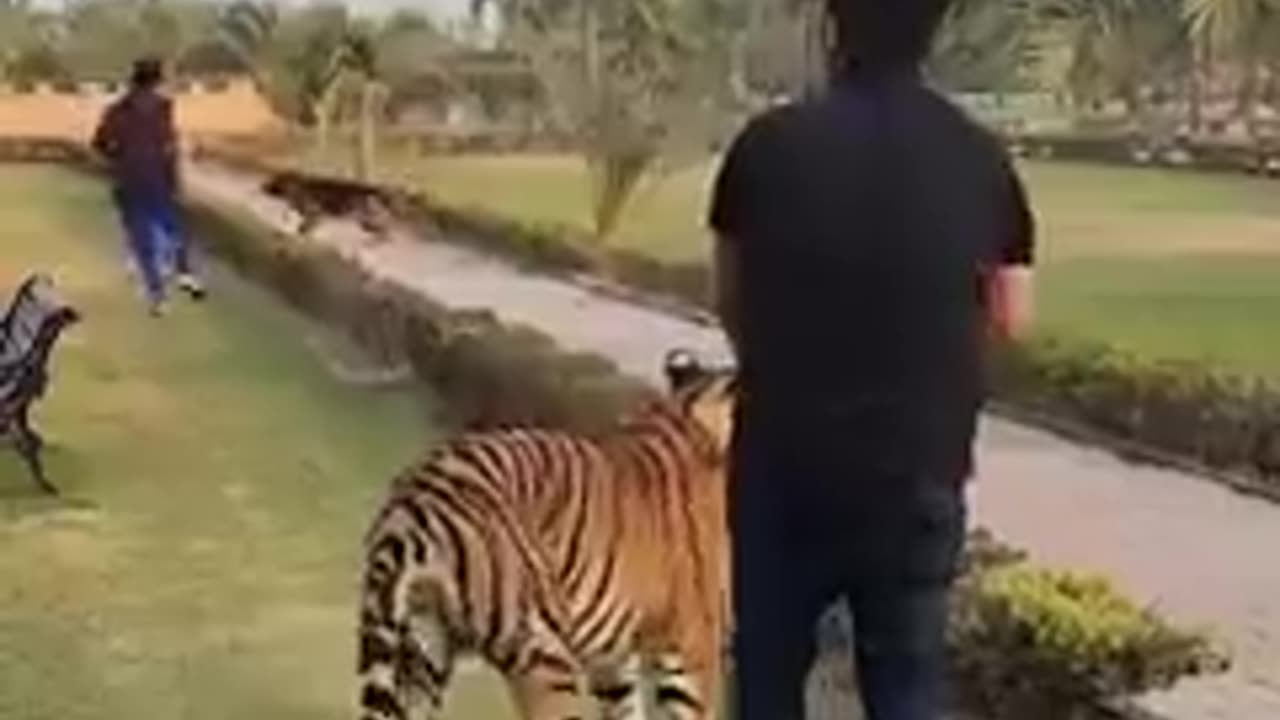 Tiger dog