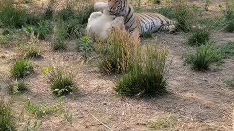 Tiger is man's friend