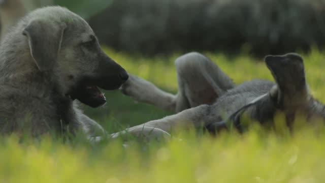 puppies playing (cute)