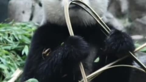 The funny daily life of giant pandas in China