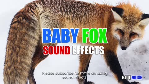 Baby fox sound effects