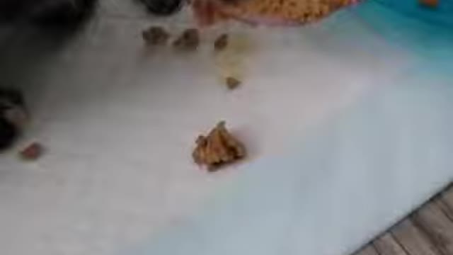 Cute Animal | #shorts #youtubeshorts | CutiePie Gags