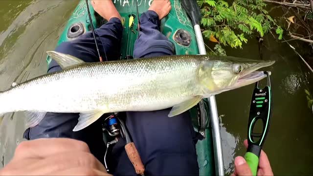 Amazing Fishing in The Amazon