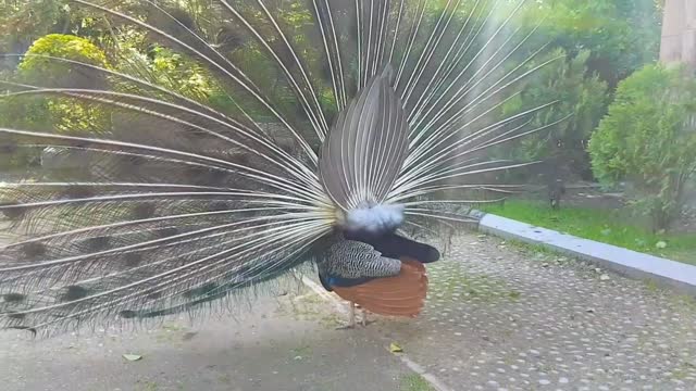 Dancing peacock in park, showing in beautiful