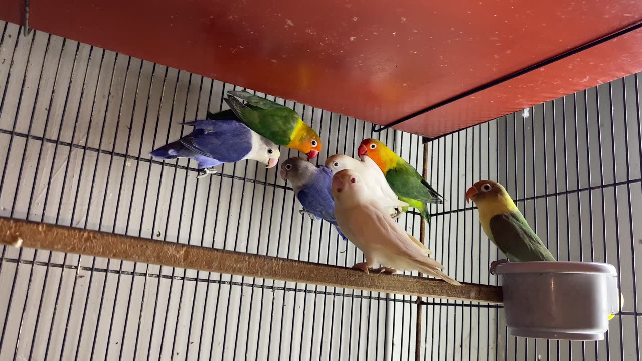 Lovebirds in Cage