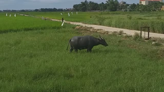 The buffalo is very leisurely in the way of a large rice field