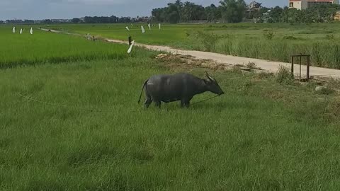 The buffalo is very leisurely in the way of a large rice field