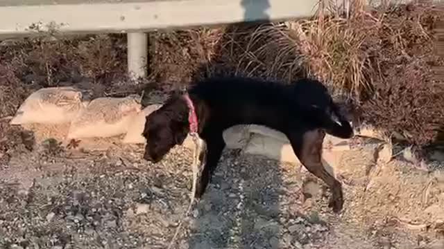 My pet dog peeing while taking a walk.