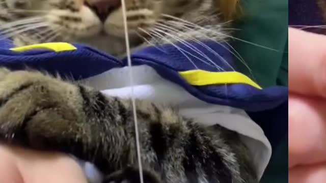 Try Not To Laugh Watching Funny Cat