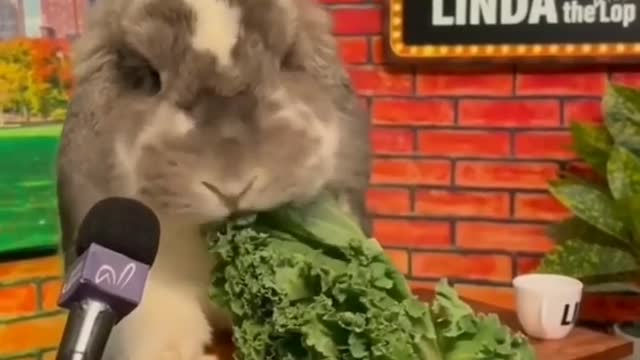 Funny & cute rabbits Video