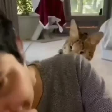 See what this cat does. #shorts