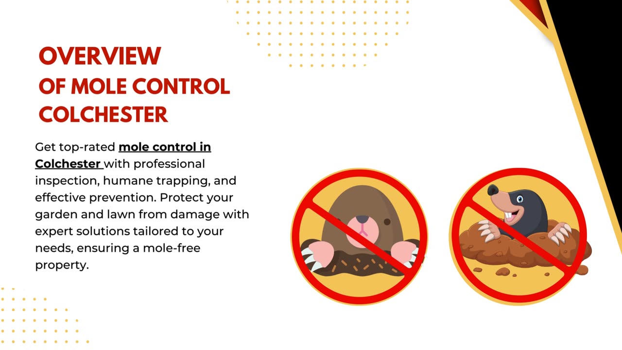 Effective Mole Control Solutions in Colchester