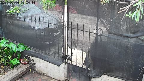 Pup Pulls Privacy Mesh Off Fence