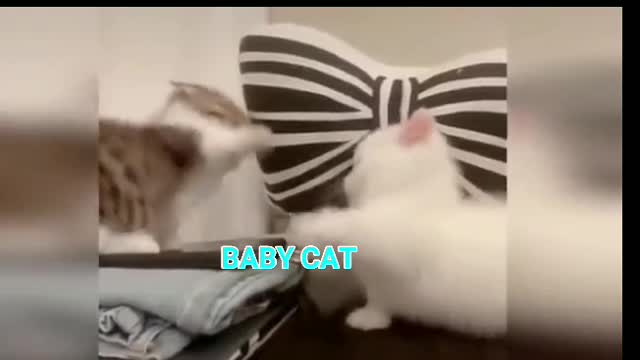 Funny cats and cats jokes about cats to tears - Funny cats 2021