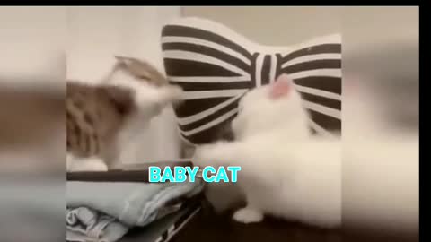 Funny cats and cats jokes about cats to tears - Funny cats 2021