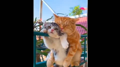 So Cute Cats Best Funny Cat Videos 2022