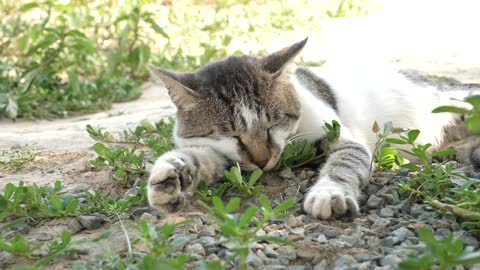 cat deep sleeping