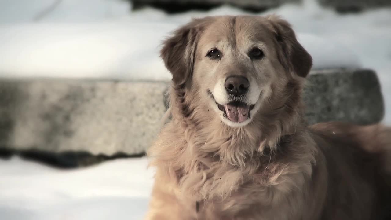 The cute Dog with a positive sweet smile