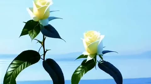 Ai flowers dancing short video|flowers dancing|