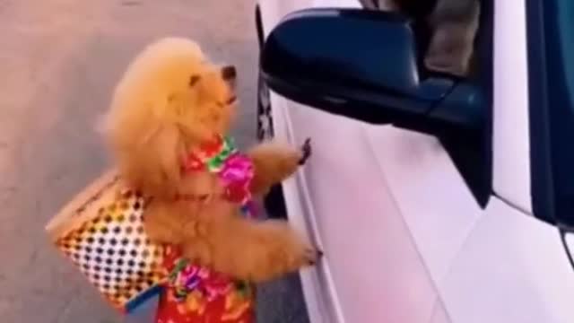 Funny Dog Videos