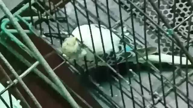 Parrot mini Breaking The Cage