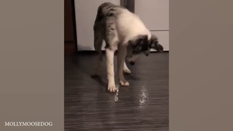 Laugh Till You Cry With These Funny Animal Videos! 🤣