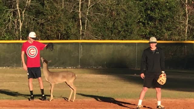 Kids Play Baseball with a Fawn