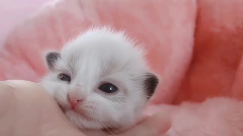 cute cat