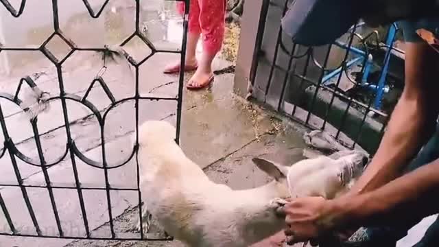 Dog rescue