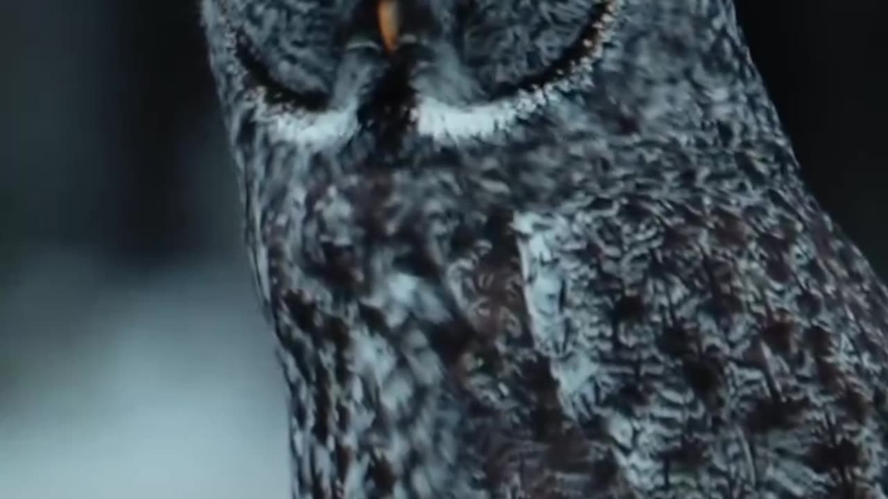 The Owl got some attitude.