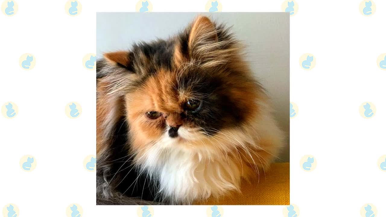 Siberian Cat VS. Persian Cat