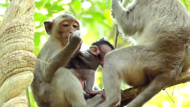 OMG! Little monkey catch baby monkey block milk